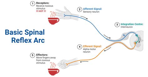 relx atc|reflex arc definition.